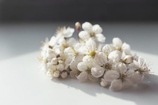 Cherry flowers on white background. Close up photo of ragile spring flowers on sunlight.