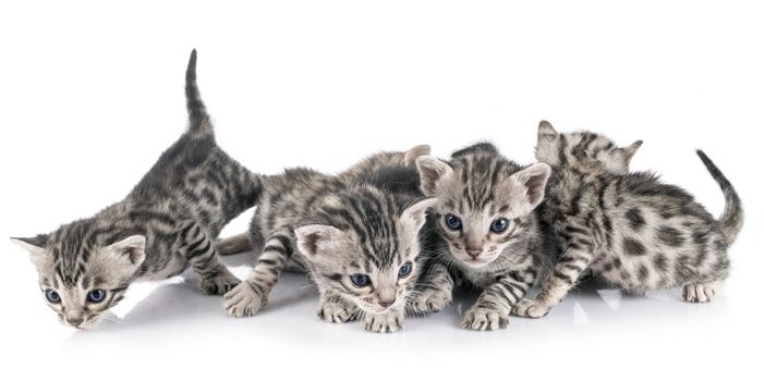 bengal cat in front of white background