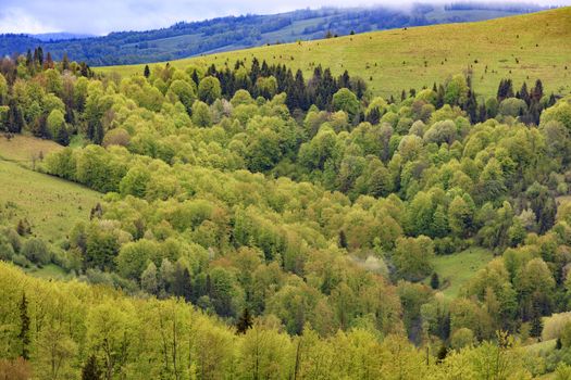 Beautiful view of the spring Carpathians from a height. The valley is overgrown with young deciduous trees.