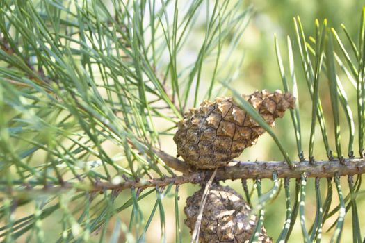 closeup young pine cones hanging on a branch of pine tree in springtime
