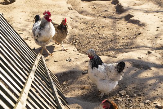 free range chichen in a spring time enviroment on farm