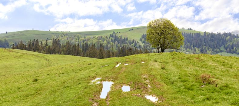 Bright green lush grass, puddles and a lonely tree on the top of a hill after spring rain against the background of bright mountain landscape.