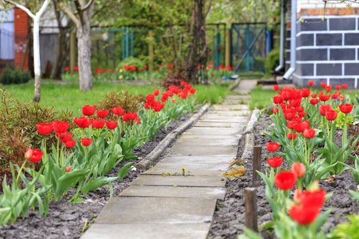 Beautiful red tulips with dark green leaves in flowerbed near country rural house, retro vintage style, soft selective focus, copyspace for text.