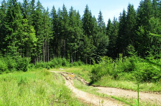 An old broken road with puddles and mud passes through a green meadow and goes towards the dense forest.