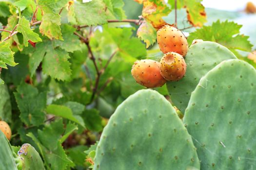 Fresh orange-colored ripe fruits of a sweet cactus on a branch against the background of juicy spiny green branches.