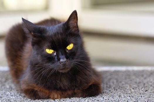 The bright yellow cat eyes of a beautiful dark brown cat with a blue tint of fur are carefully looking straight ahead, cat, black, portrait.