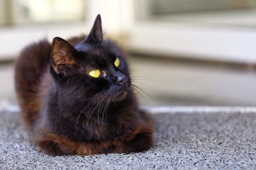 The bright yellow cat eyes of a beautiful dark brown cat with blue tint fur carefully look at the upper right corner, cat, black, portrait.