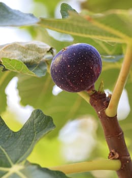 Fresh, ripe dark burgundy young figs fruits on a branch on a background of succulent green leaves of a tree.