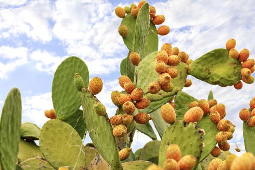 Fresh orange-colored ripe fruits of a sweet cactus on a branch against a background of lush spiny green branches and a blue slightly cloudy sky.