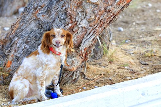 The Dutch spaniel Kooiker Hound, fiery red, sits in the park near the trunk of a large pine tree and carefully watches what is happening.