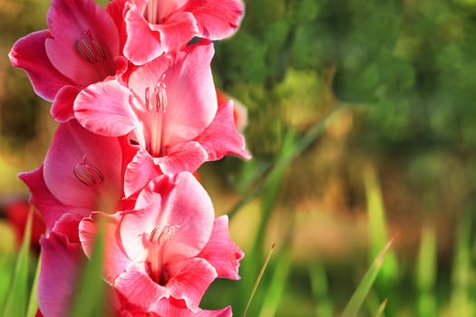 Delicate pink-red gladioli in the rays of soft sunlight bloom in the garden against a background of bright green leaves.