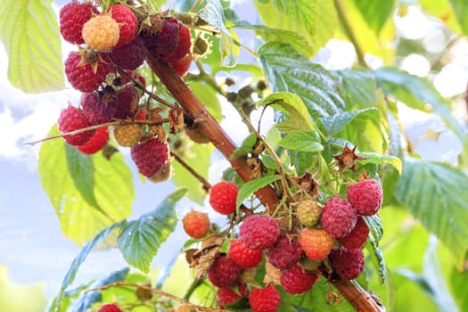 Ripe red raspberries on a branch against the background of a blurred autumn garden, close-up.