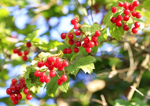 Ripe red viburnum berries on a branch against the background of a blurred autumn garden and blue sky, close-up.