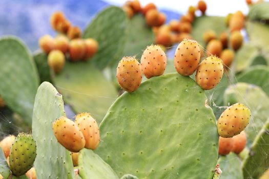 Fresh orange-colored ripe fruits of a sweet cactus on a branch against a background of lush spiny green branches and a blue slightly cloudy sky.