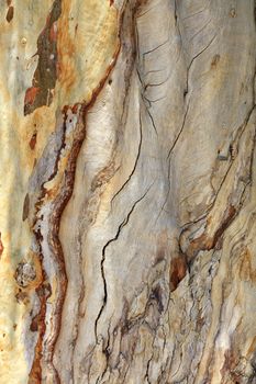 The texture of the bark of an old eucalyptus, a tree with many cracks and potholes.