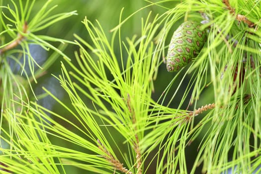 Young green pine cone on a light green background of needles spines of a mediterranean pine, closeup, copyspace for text.