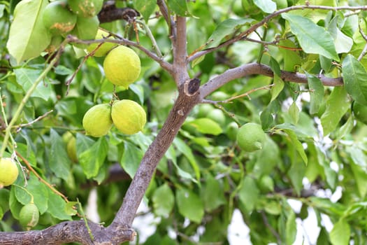 Fresh green and yellow young lemon fruits ripen on a branch against the background of lush green leaves of a tree, closeup, copyspace for text.