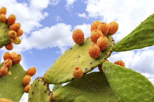 Fresh orange-colored ripe fruits of a sweet cactus on a branch against a background of lush spiny green branches and a blue slightly cloudy sky.