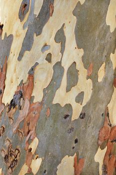 Brown, gray, green, yellow and white bark texture of an old eucalyptus in an old park.