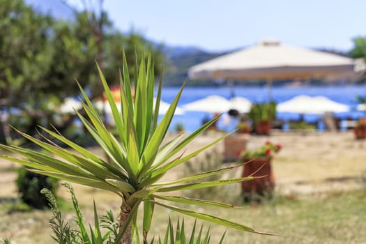 The little palm of Yuka under the scorching rays of the southern sun against the background of the sea beach in blur.