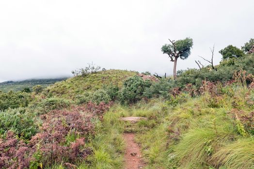 A hiking trail near Mahai passing a mountain cabbage tree on the slopes of Ploughmans Kop