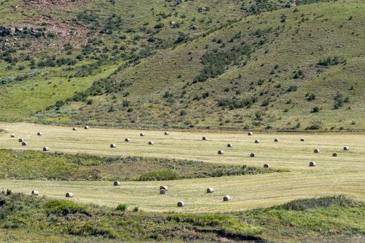 Round bales of grass in a freshly cut field near Clarens in the Free State Province