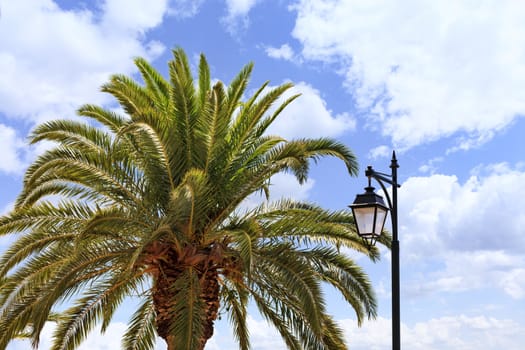 A thick palm tree with peaked leaves and a street lamp in backlit bright sunlight against a blue cloudy sky.