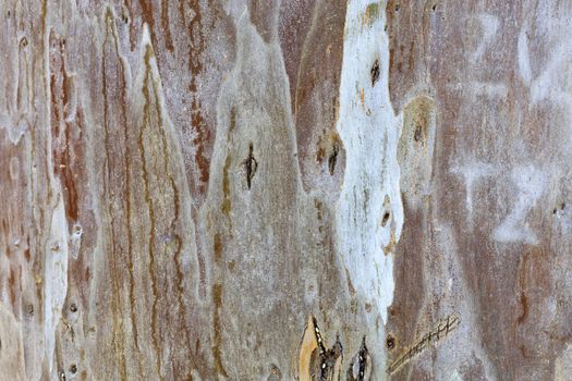 The texture of the bark of an old eucalyptus, a tree with many cracks and potholes.