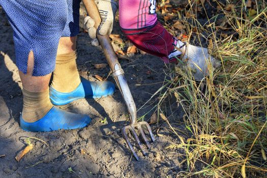 A farmer using pitchfork removes weeds from the soil on the field and in the garden.