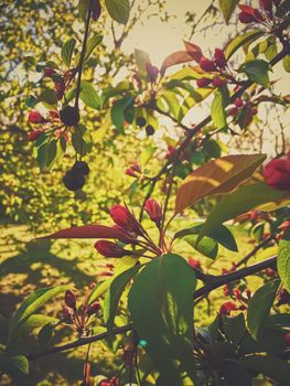 Red berries on tree at sunset in spring, nature and agriculture