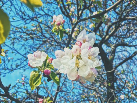 Blooming apple tree flowers in spring as floral background, nature and agriculture