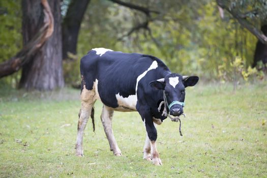 A cow in a meadow is grazing. Cow on the grass