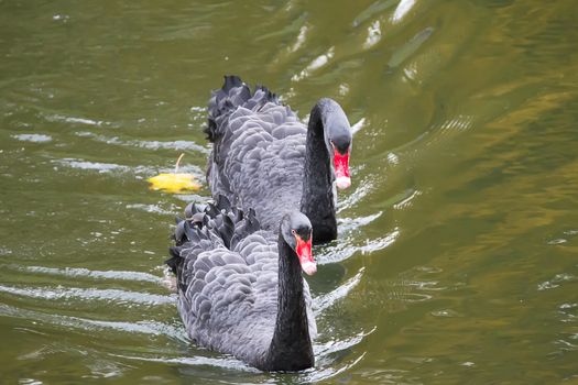 Two black swans