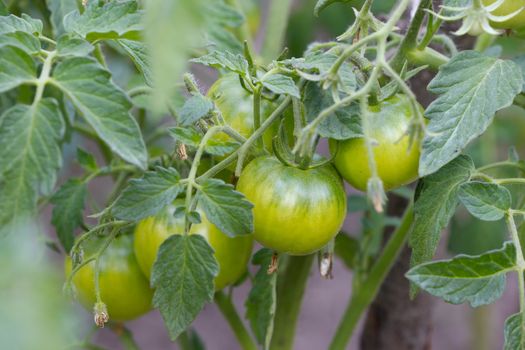 Green tomato on branches