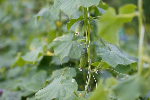 Cucumber on stems. A small cucumber on a branch