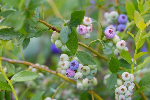 Unripe blueberry. Berry blueberries on branches