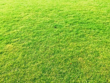 Green grass lawn as background, nature and backyard