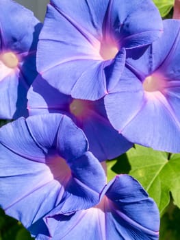 Group of ivy flowers, purple flowers