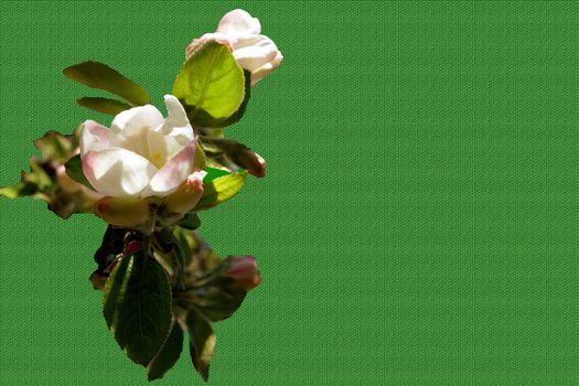 Spring 2020, a spring of collection.
Spring full of fresh and fragrant colors.
Spring as it will never be.