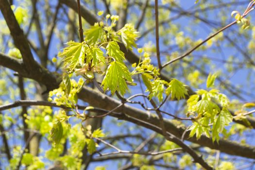 Flowers of the maple tree. Blooming maple tree branches.