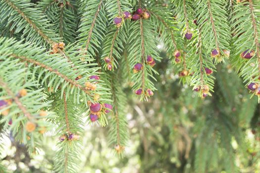 Close up young purple fir cone on spring green spruce twig in the foreground, natural texture background