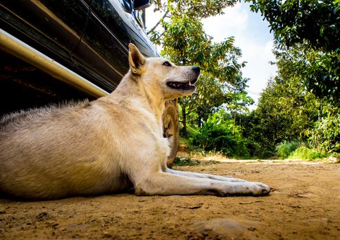 Dog recumbent on ground to beware and guard near the pickup truck in countryside