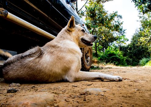 Dog recumbent on ground to beware and guard near the pickup truck in countryside