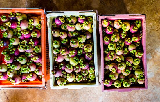 Mangosteen in Plastic basket prepare to transport