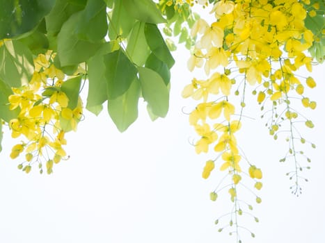 Beautiful Green leaves on white background