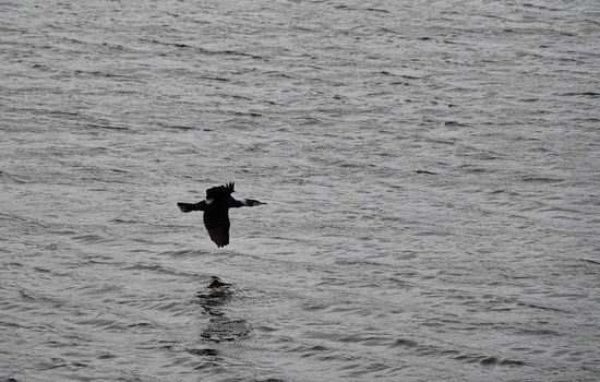 phalacrocorax bird flying over the water also called great black cormorant