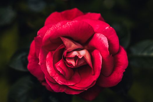 Single rose in the garden with a dark background and passion pink with intense color. Top view with rose in the center. Concept attraction, strength, life, courage and vigor