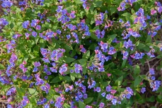 Colored glade of flowering spring plants of Lungwort in the sun.