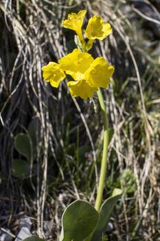 cowslip flower in the bavarian alps