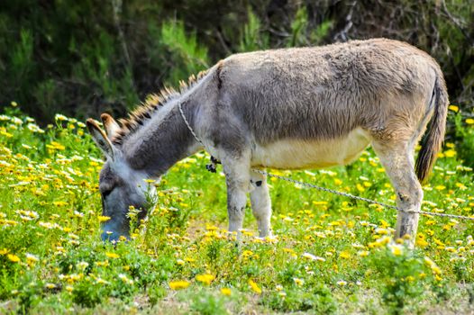 Gray donkey grazing in a meadow on the island of Crete